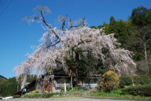 岡田邸のシダレザクラ