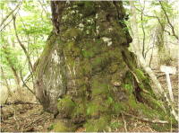 三方山の画像